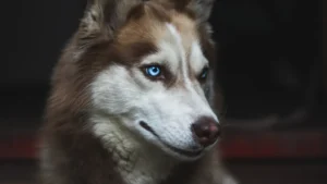 10 Unique Wolf Dildo Designs to Try in 2025